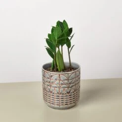 Zamioculcas Zamiifolia 'ZZ' 24 Zamioculcas Zamiifolia 'ZZ' -House Plant Shop ZZ Plant Navarro