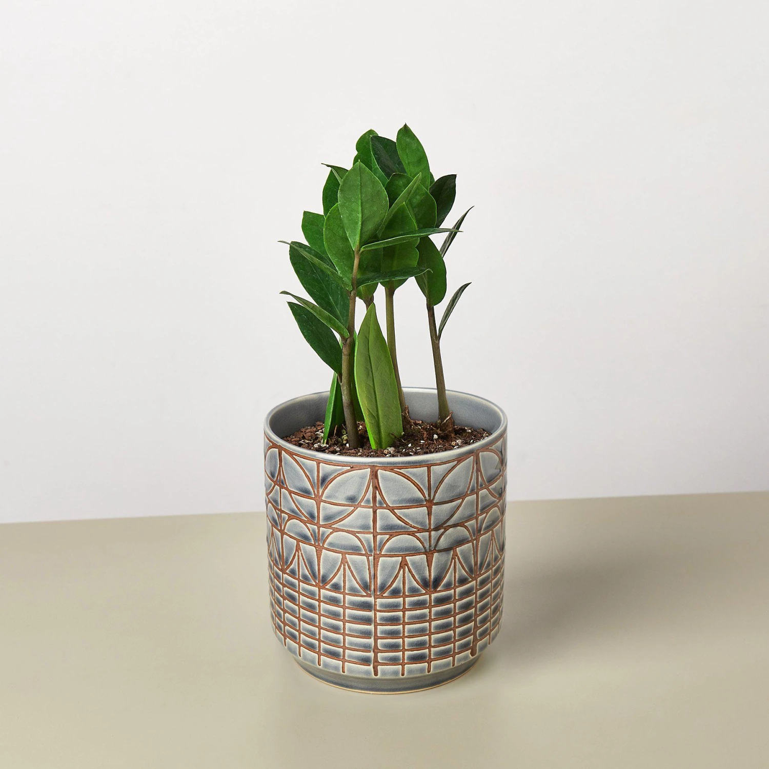 Zamioculcas Zamiifolia 'ZZ' 9 Zamioculcas Zamiifolia 'ZZ' - Image 9