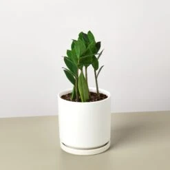 Zamioculcas Zamiifolia 'ZZ' 27 Zamioculcas Zamiifolia 'ZZ' -House Plant Shop ZZ WhiteRound