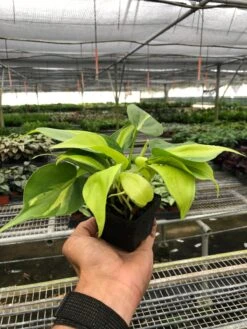 Philodendron 'Brasil' -House Plant Shop a6819213 0218 43ac 804f 143681624875