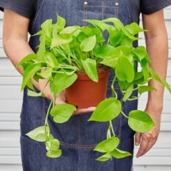 Pothos 'Neon' -House Plant Shop ab733e0c 1d92 40d1 bc80 33b0547ded0c