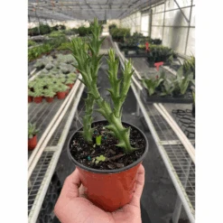 Starfish Cactus (Stapelia Orbea Variegata)
