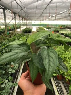 Monstera 'Siltepecana' -House Plant Shop b8f6aca0 5d52 4df8 844c 2c72129b30c6