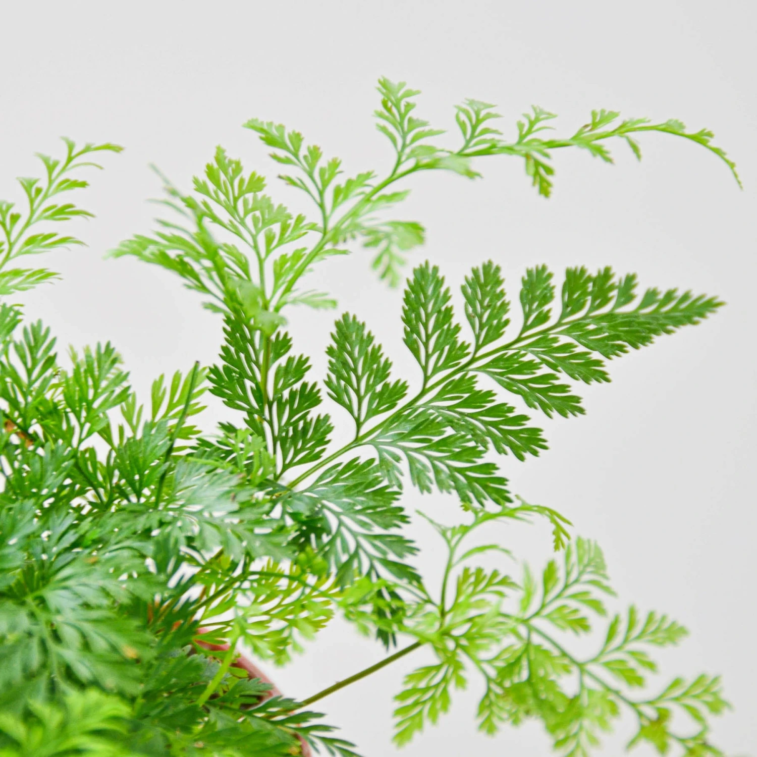 Rabbit's Foot Fern 2 Rabbit's Foot Fern - Image 2