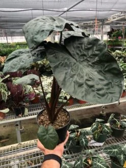 Alocasia 'Serendipity' 7 Alocasia 'Serendipity' -House Plant Shop befdac4b d74d 4426 a07b 469936cc2058