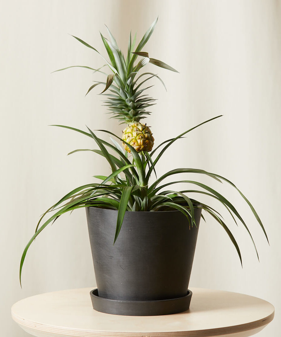 House Plant Shop -House Plant Shop bloomscape bromeliad pineapple charcoal e1625250094764