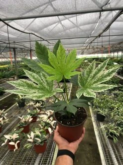 Fatsia 'Spider's Web' -House Plant Shop c75f1003 fcdb 4a5f 98ce 959c3737ba59