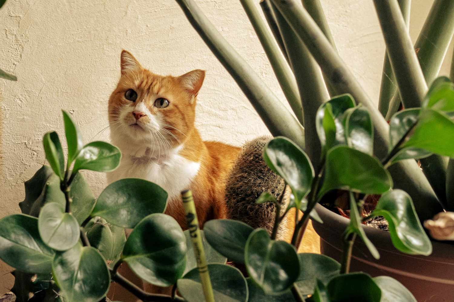 House Plant Shop -House Plant Shop cat safe plants GettyImages 2012840533 75a3626662af4d0ab6e6c12e03f232e5