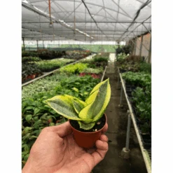 Snake Plant 'Gold Hahnii' 7 Snake Plant 'Gold Hahnii' -House Plant Shop cc6325e0 a7d4 489b 963a 4d1b0b117d86
