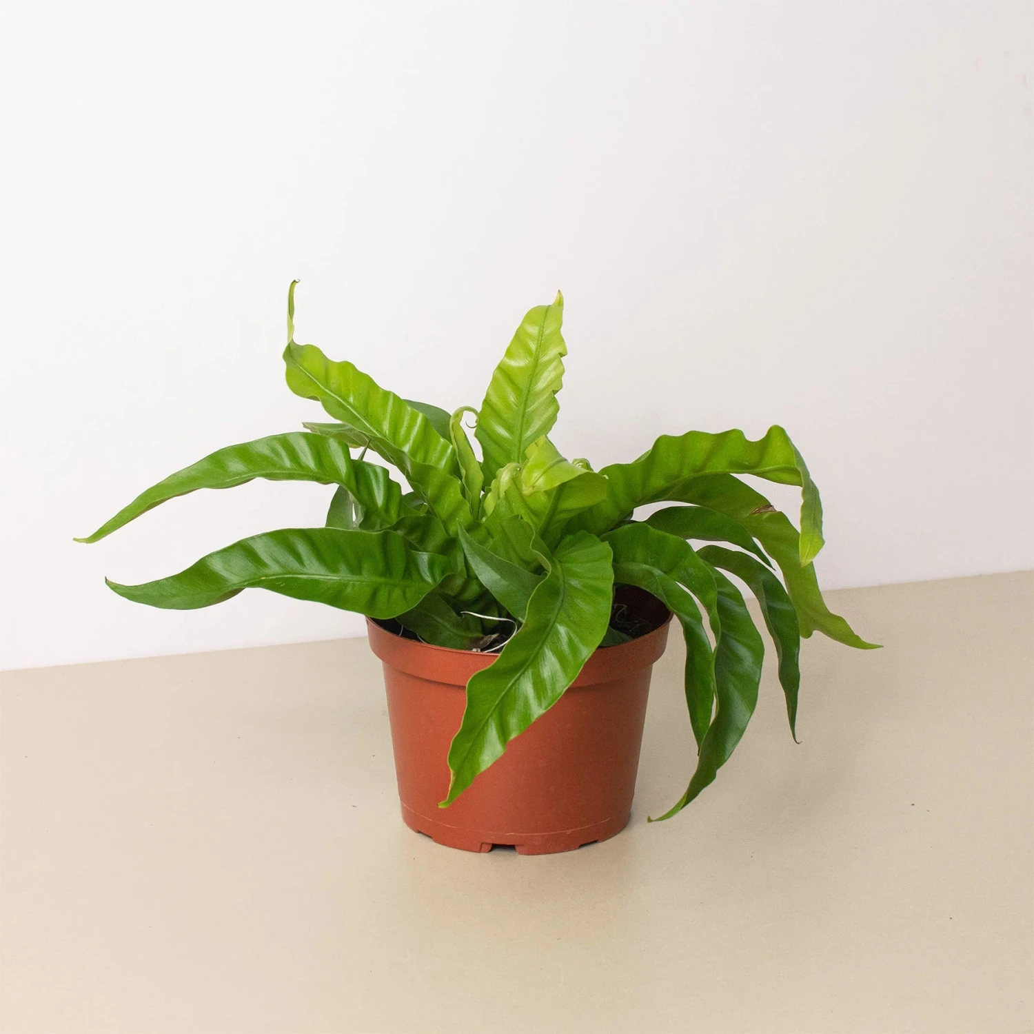 Fern 'Bird's Nest Hurricane' 1 Fern 'Bird's Nest Hurricane'