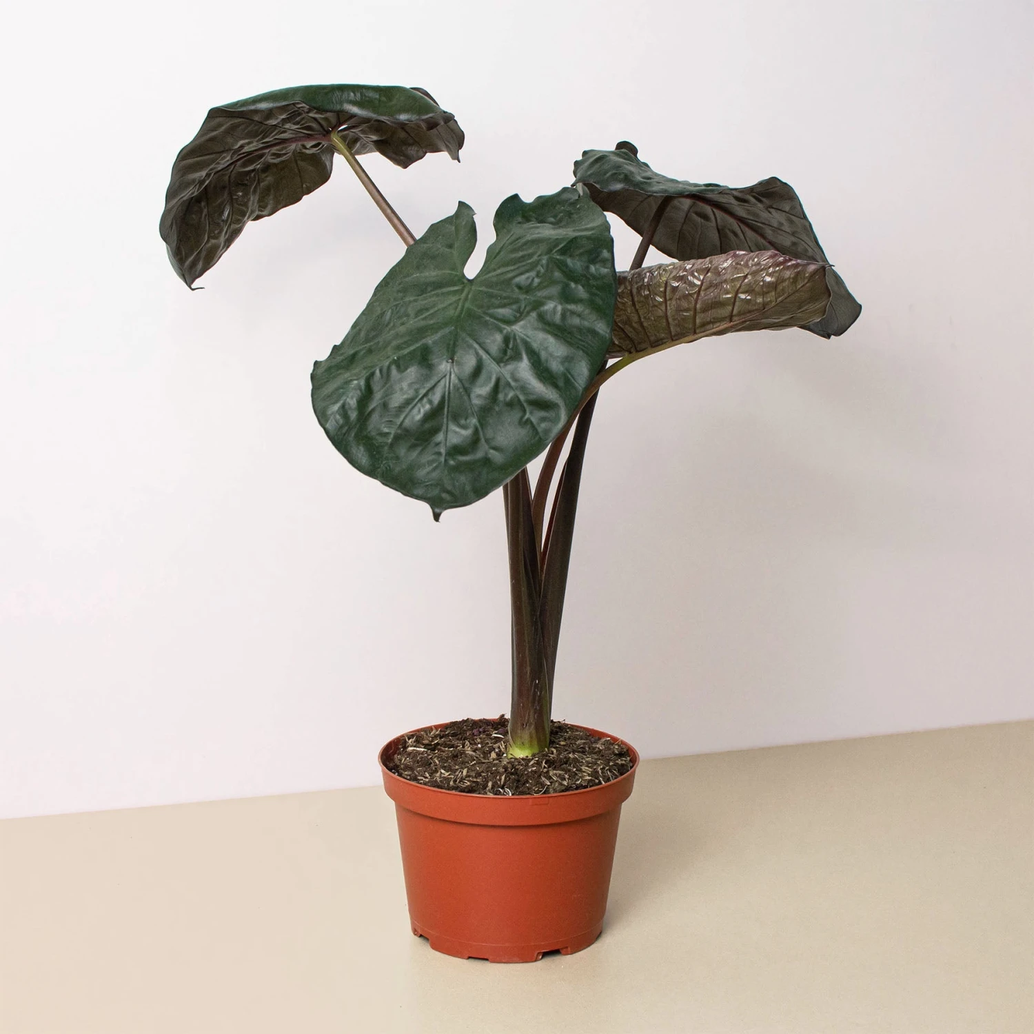 Alocasia 'Serendipity' 1 Alocasia 'Serendipity'