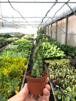 Snake Plant 'Braided' 15 Snake Plant 'Braided' -House Plant Shop d35858b4 9b29 4c48 b07d 8b0ca7d2abe9