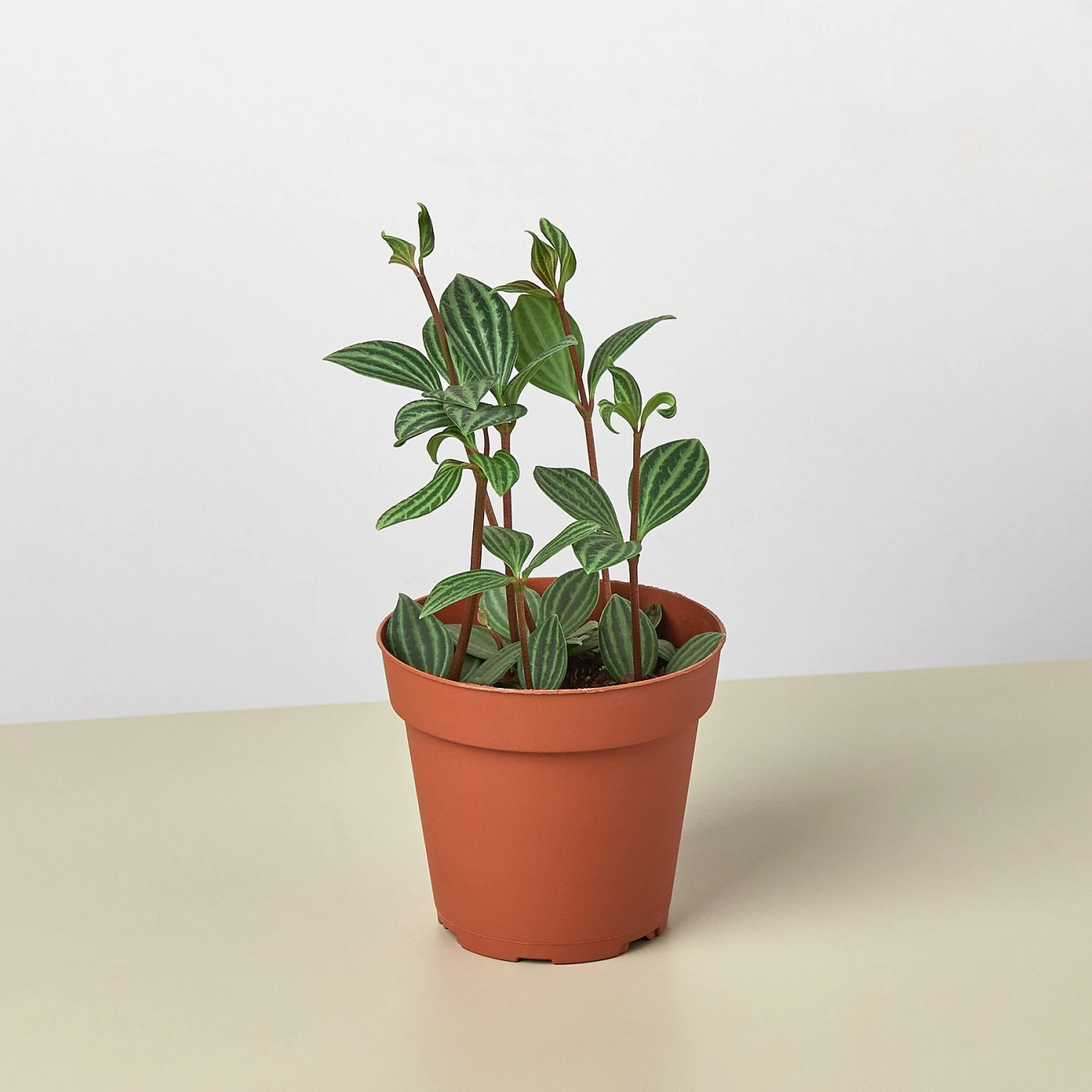 Peperomia 'Parallel' 1 Peperomia 'Parallel'