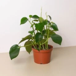 Peperomia 'Raindrop' 9 Peperomia 'Raindrop' -House Plant Shop d61a80b8 8df4 4f92 988a aaa1e656651d