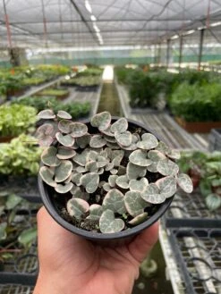 String Of Hearts Variegated -House Plant Shop e8e94b2b a81e 4b1c 81f9 1a725e53e920