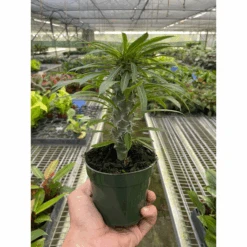 Pachypodium 'lamerei' (Madagascar Palm) -House Plant Shop f04bd1f4 ca31 4654 93a9 230b2874d2db 313cb72e 4b3b 435d 920f 8656908732d8