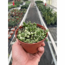 Succulent 'String Of Pearls' Variegated