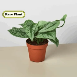 Pothos 'Silver Splash'