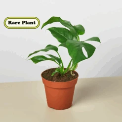Plant Paradise Large Bundle -House Plant Shop image png444460491