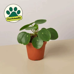 Plant Paradise Extra Large Bundle -House Plant Shop image png491705038 8c7a8dc6 4926 4ee4 8e0b 003a4a438b49