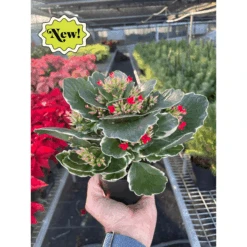 Kalanchoe -House Plant Shop image png678551089