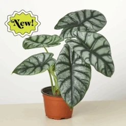 Alocasia 'Silver Dragon'