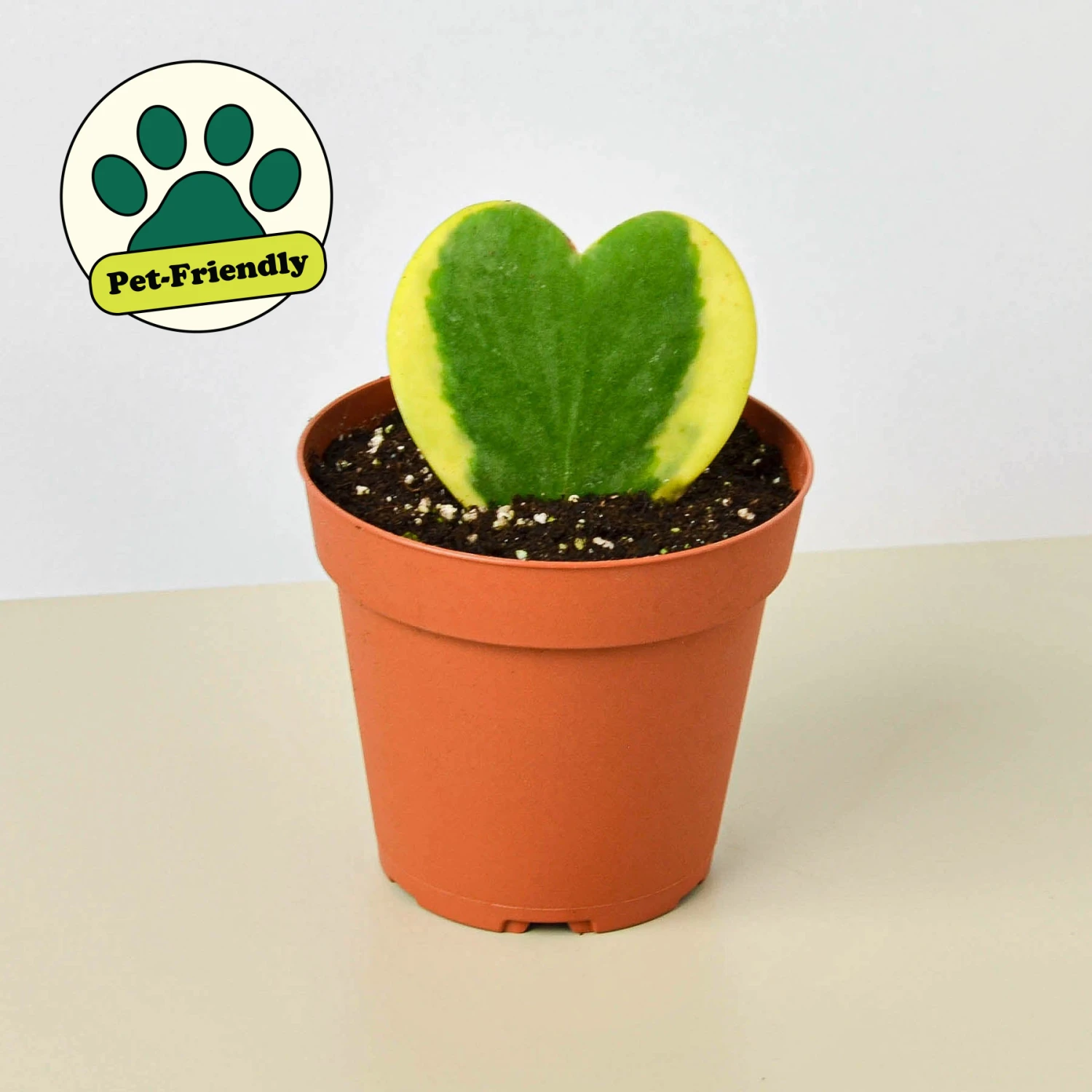 Hoya 'Sweetheart Variegated' 1 Hoya 'Sweetheart Variegated'