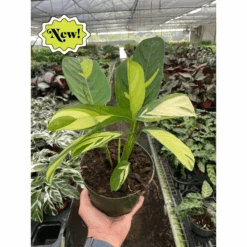 House Plant Shop -House Plant Shop image png 1817898629