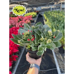 Kalanchoe -House Plant Shop image png 1833759772