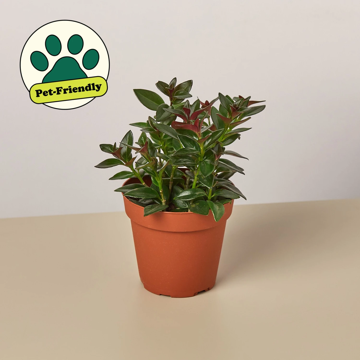 Nematanthus Black Goldfish Plant 1 Nematanthus Black Goldfish Plant