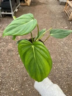 Philodendron 'Mcdowell' -House Plant Shop img 6774 720