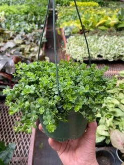 Peperomia Deppeana -House Plant Shop img 6849 720