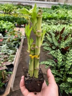 Dracaena 'Lucky Bamboo' 11 Dracaena 'Lucky Bamboo' -House Plant Shop img 6862 720