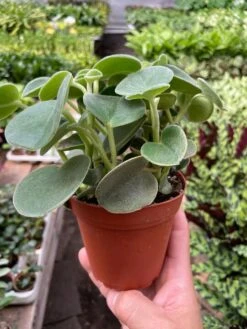Peperomia 'Felted' -House Plant Shop img 6909 720