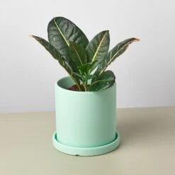 Matte Finish Cylinder Planter With Saucer -House Plant Shop mattepotmint detail