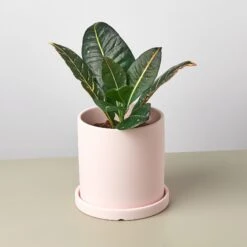 Matte Finish Cylinder Planter With Saucer -House Plant Shop mattepotpink detail