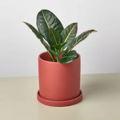 Matte Finish Cylinder Planter With Saucer -House Plant Shop mattepotrust detail