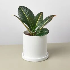 Matte Finish Cylinder Planter With Saucer -House Plant Shop mattepotwhite detail