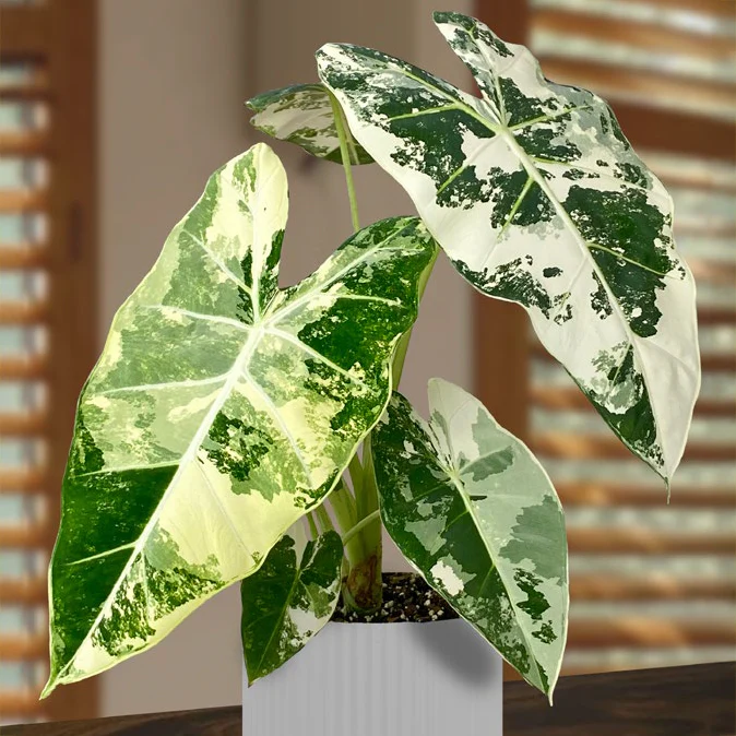 House Plant Shop -House Plant Shop variegated frydek